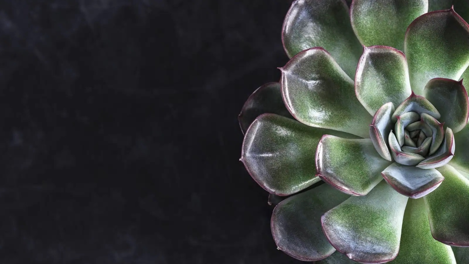 Healthy Eye Care | E4D, ClearCorrect&reg; and Extractions