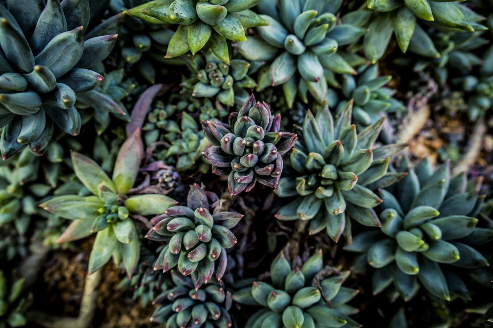 Healthy Eye Care | Inlays & Onlays, Dental Cleanings and E4D